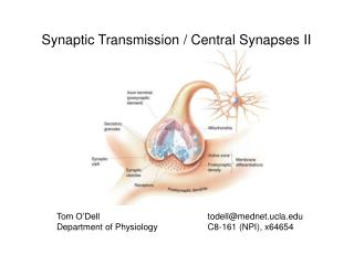 Synaptic Transmission / Central Synapses II