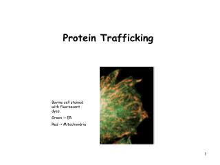Protein Trafficking