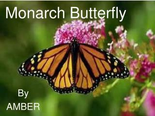 Monarch Butterfly