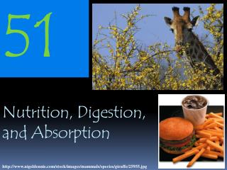 Nutrition, Digestion, and Absorption