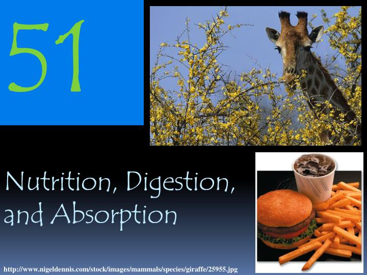 nutrition digestion and absorption