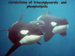 Catabolism s of triacylglycerols and phospholipids .