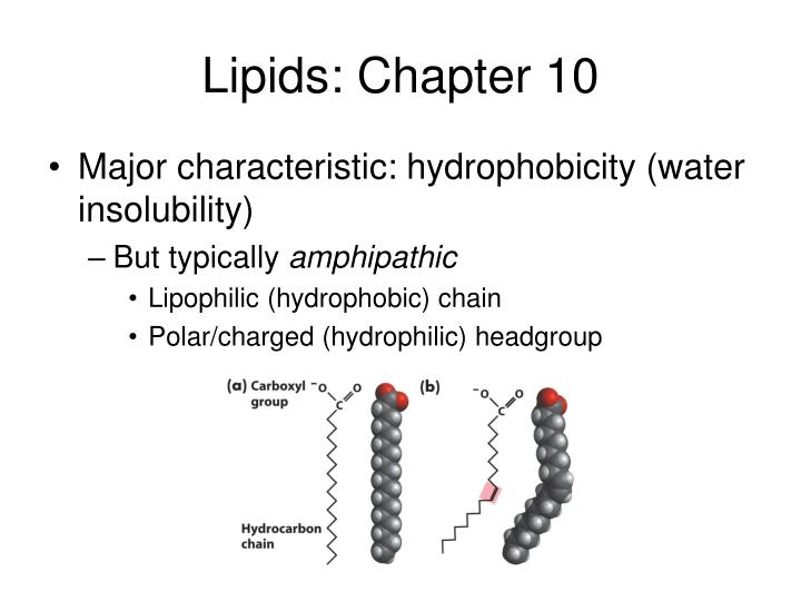 lipids chapter 10