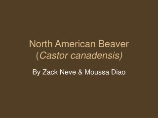 North American Beaver ( Castor canadensis)