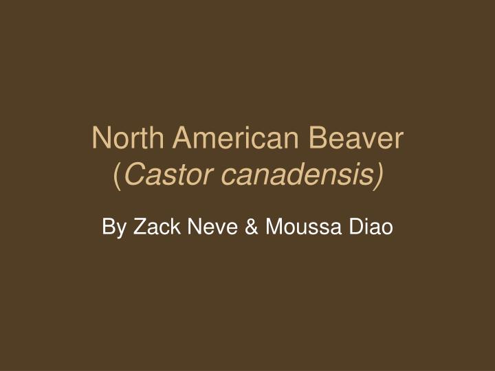 north american beaver castor canadensis