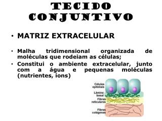 tecido conjuntivo