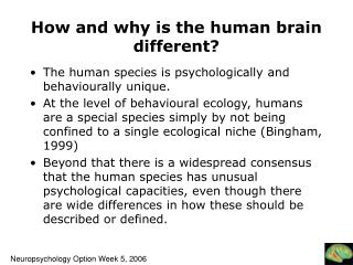 How and why is the human brain different?