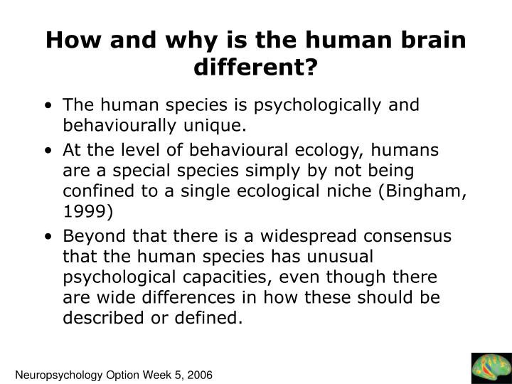 how and why is the human brain different