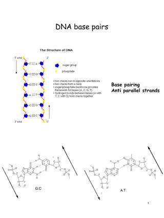 DNA base pairs