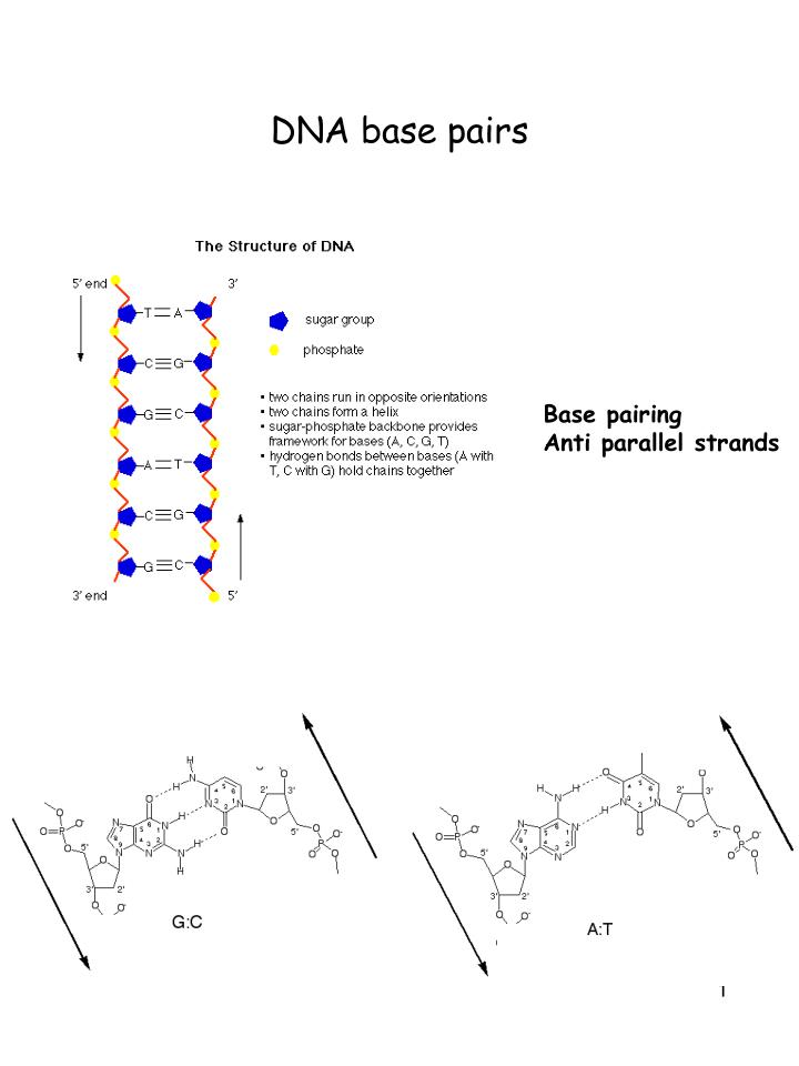 dna base pairs