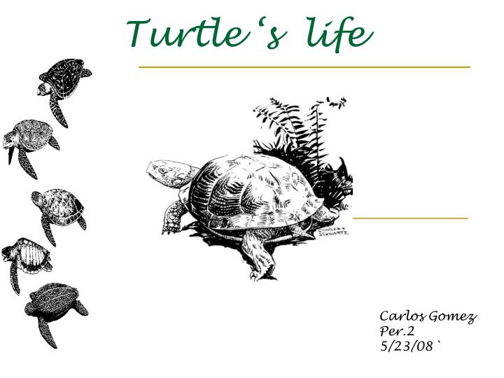 turtle s life