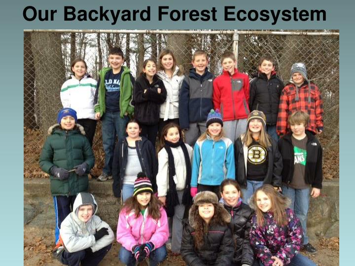 our backyard forest ecosystem