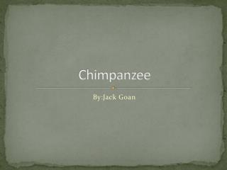 Chimpanzee