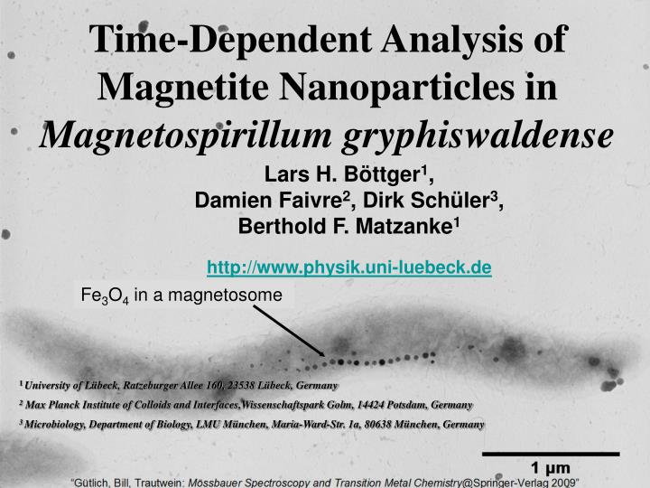 time dependent analysis of magnetite nanoparticles in magnetospirillum gryphiswaldense