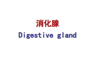 ??? Digestive gland