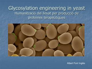 glycosylation engineering in yeast humanitzaci del llevat per producci de prote nes terap utiques