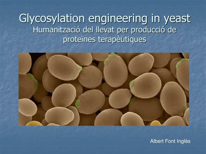 glycosylation engineering in yeast humanitzaci del llevat per producci de prote nes terap utiques
