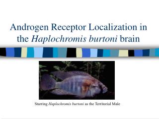 Androgen Receptor Localization in the Haplochromis burtoni brain