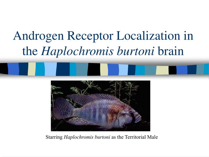 androgen receptor localization in the haplochromis burtoni brain