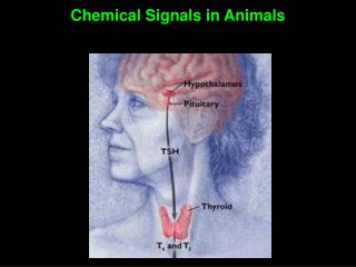 Chemical Signals in Animals