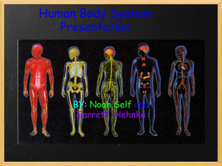 human body system presentation
