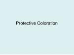 Protective Coloration - slide 1