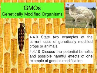 GMOs Genetically Modified Organisms