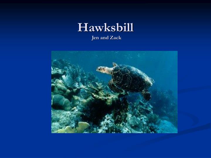 hawksbill