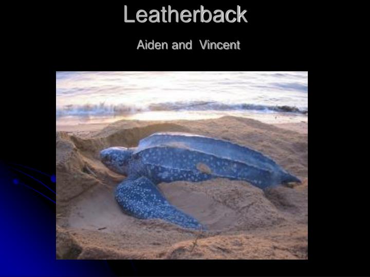 leatherback aiden and vincent