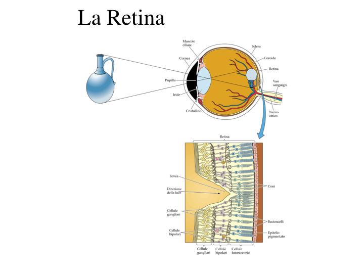 la retina