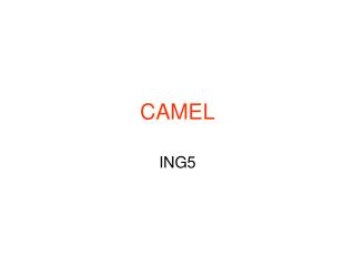 camel