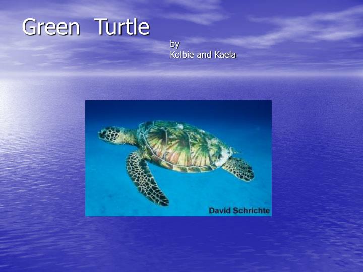 green turtle