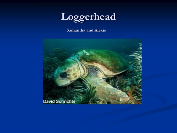 loggerhead