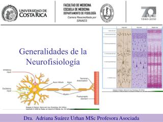 generalidades de la neurofisiolog a