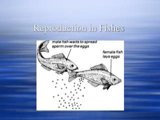 Reproduction in Fishes