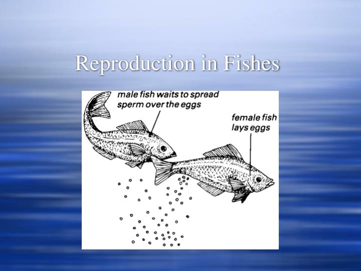 reproduction in fishes