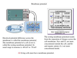 Membrane potential