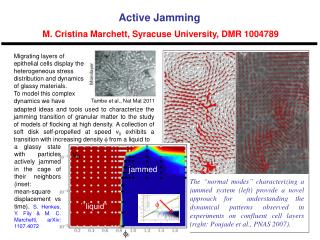 Active Jamming M. Cristina Marchett, Syracuse University, DMR 1004789