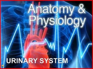 Urinary system