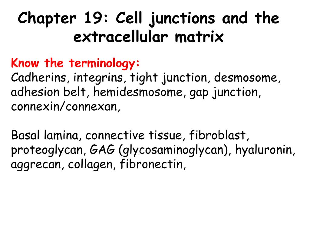 PPT - Chapter 19: Cell junctions and the extracellular matrix ...