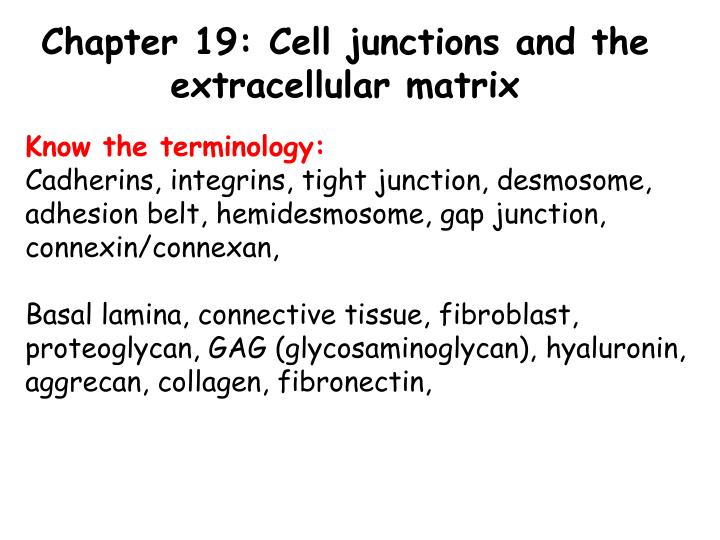 chapter 19 cell junctions and the extracellular matrix