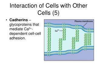 Interaction of Cells with Other Cells (5)