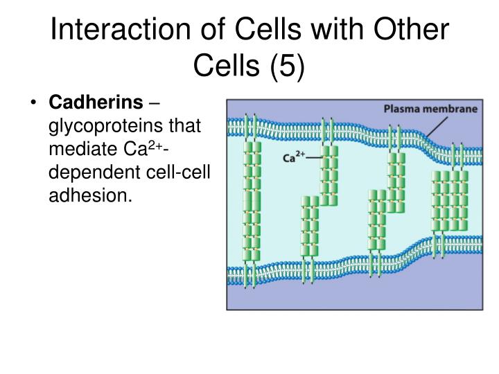 interaction of cells with other cells 5