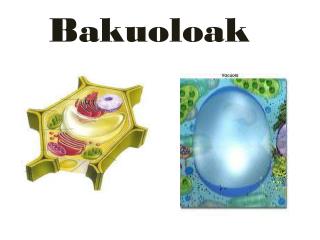 Bakuoloak