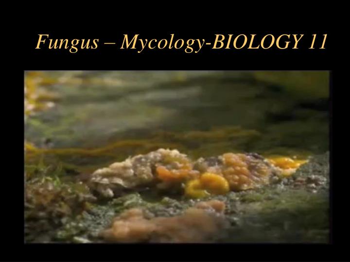 fungus mycology biology 11