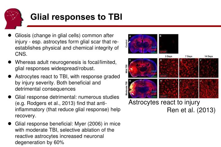 glial responses to tbi