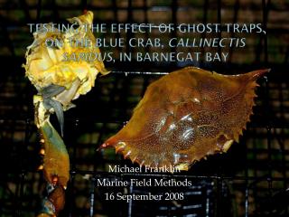 Testing the Effect of Ghost Traps on the Blue Crab, Callinectis Sapidus , in Barnegat Bay
