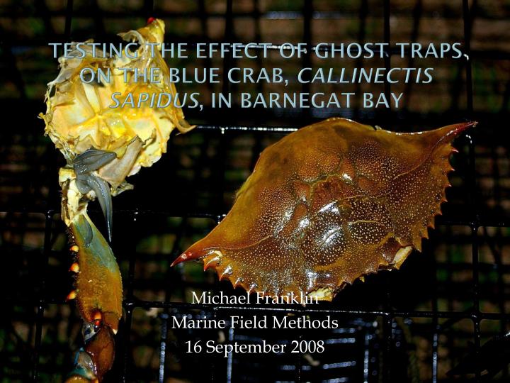 testing the effect of ghost traps on the blue crab callinectis sapidus in barnegat bay