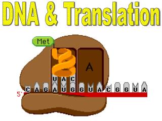 DNA &amp; Translation