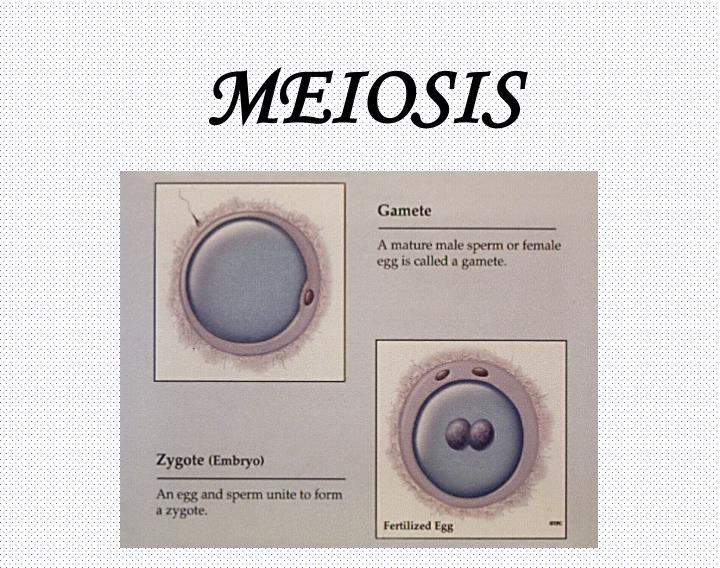 meiosis